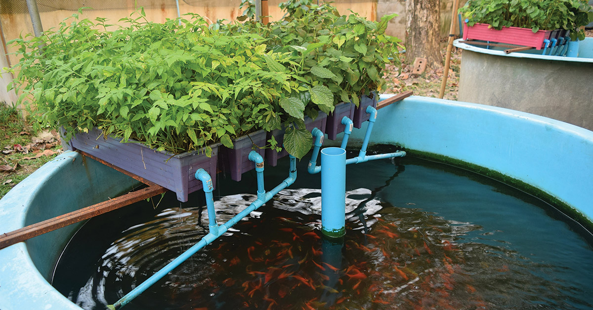 Aquaponic